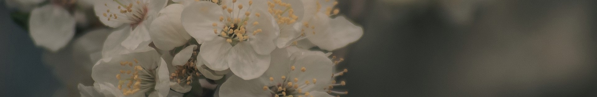 blumen